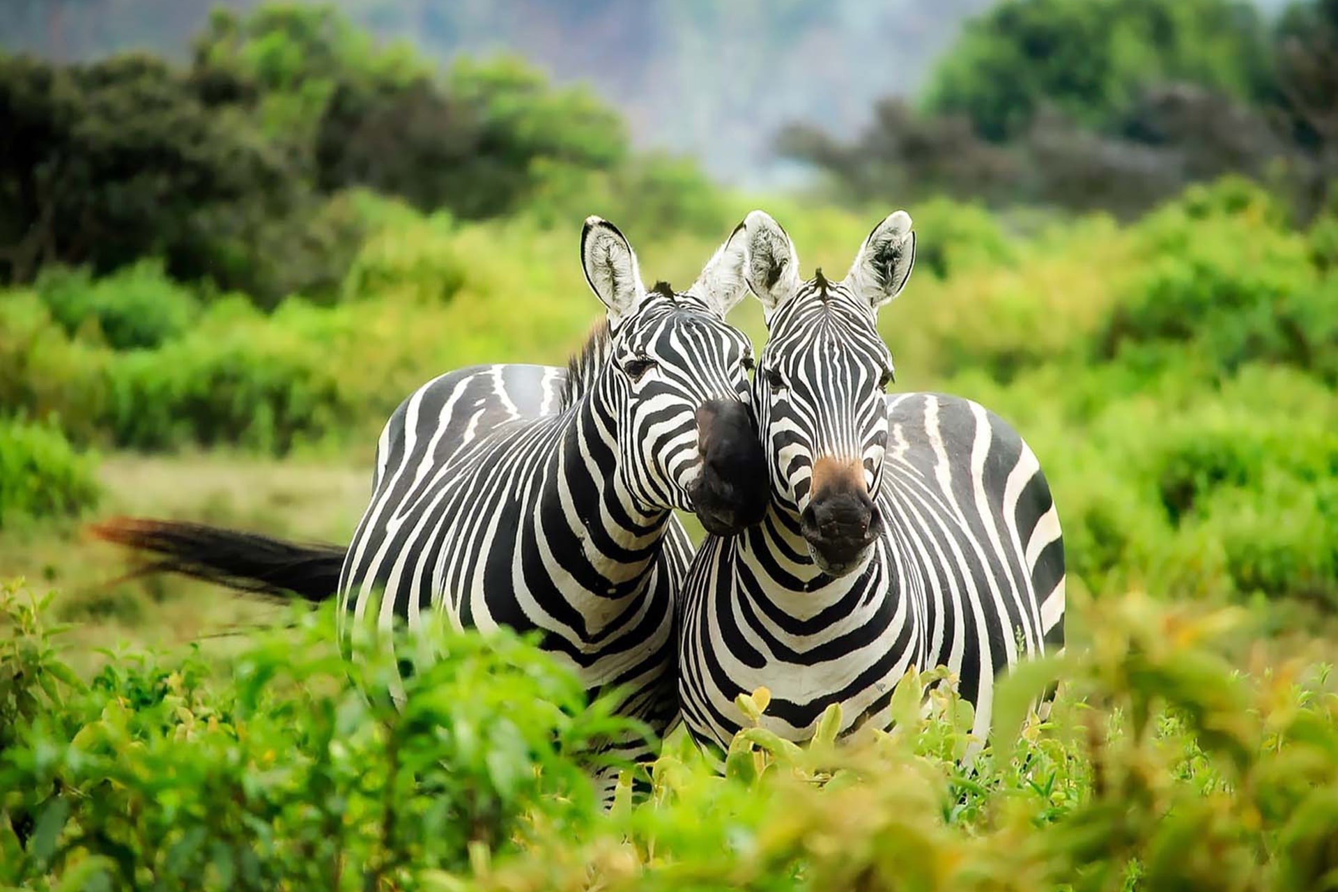 Tanzania 12-min