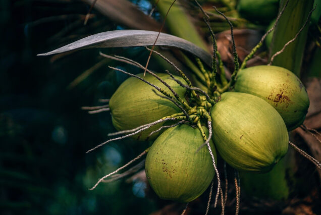 Zanzibar Spice Tour